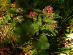 2013-07-13_Regina-F-Rau_Sonnenspitze3 (028).JPG